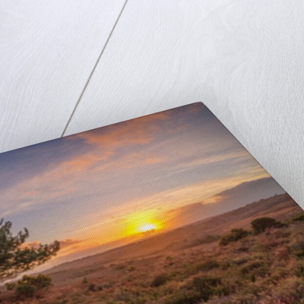 Single tree in meadow by Assaf Frank